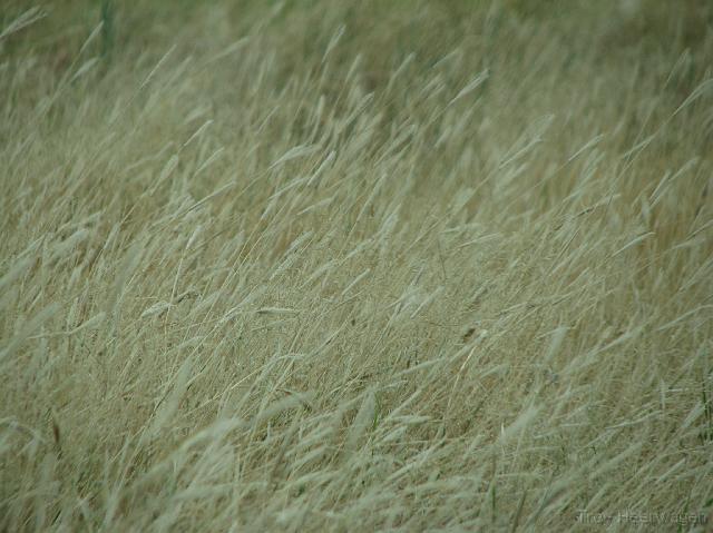 c3063 grass <a href=